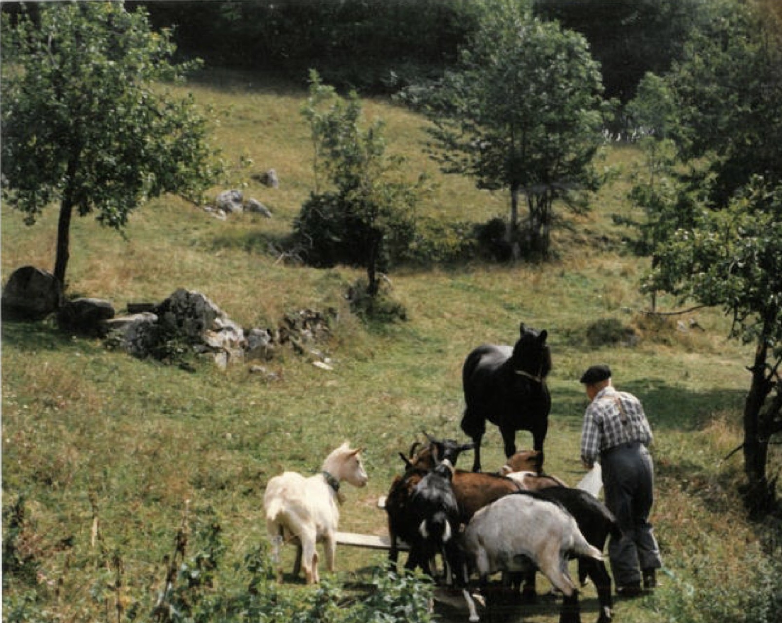 Autour de la métairie de Labouiche, sous le col de Foujoule.