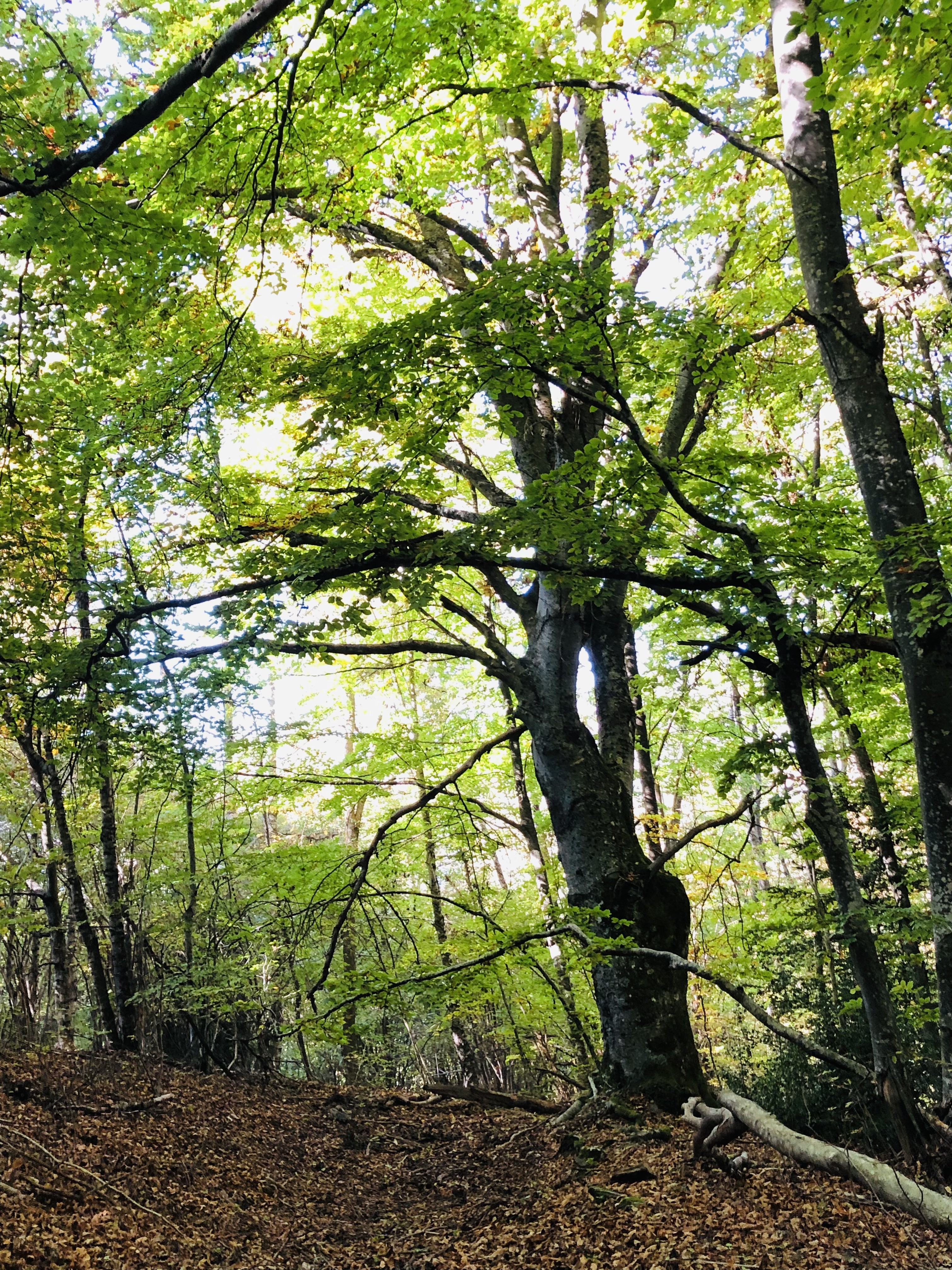 Paysage d'automne